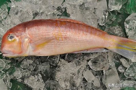 魚有幾種|我們常吃的33種海魚名稱和圖片大全，你認識多少種、。